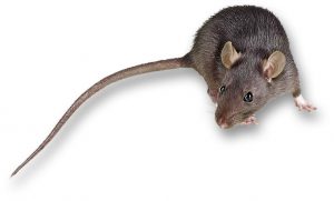 Wantagh NY Rodent Exterminating