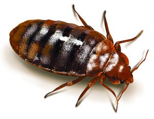 Hicksville NY Bed Bug Exterminators