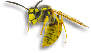 Manorhaven NY Wasp Exterminator