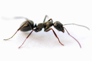 Locustwood NY Ant Exterminator