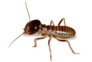 Baldwin Harbor NY Termite Exterminator