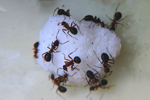 Sugar Ant Exterminator Islip New York