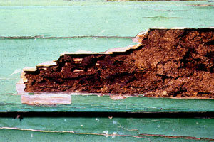 Termite Exterminators Hewlett Bay NY