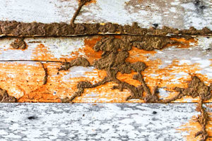 Termite Exterminators Roslyn Harbor NY 11545
